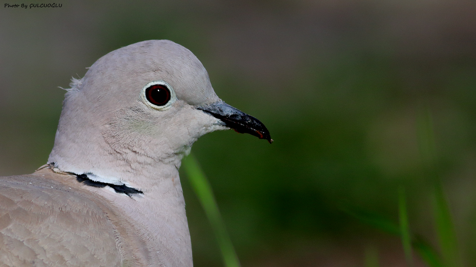 Eurasian Collared-Dove